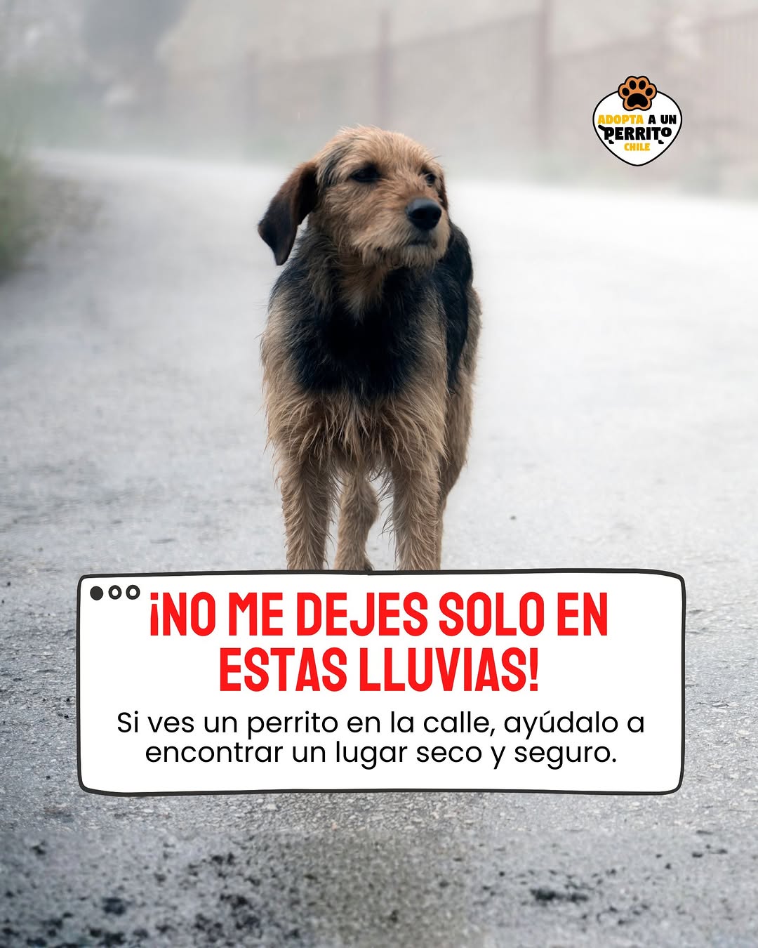 Jornada de adopción + marca — cobertura 1 día