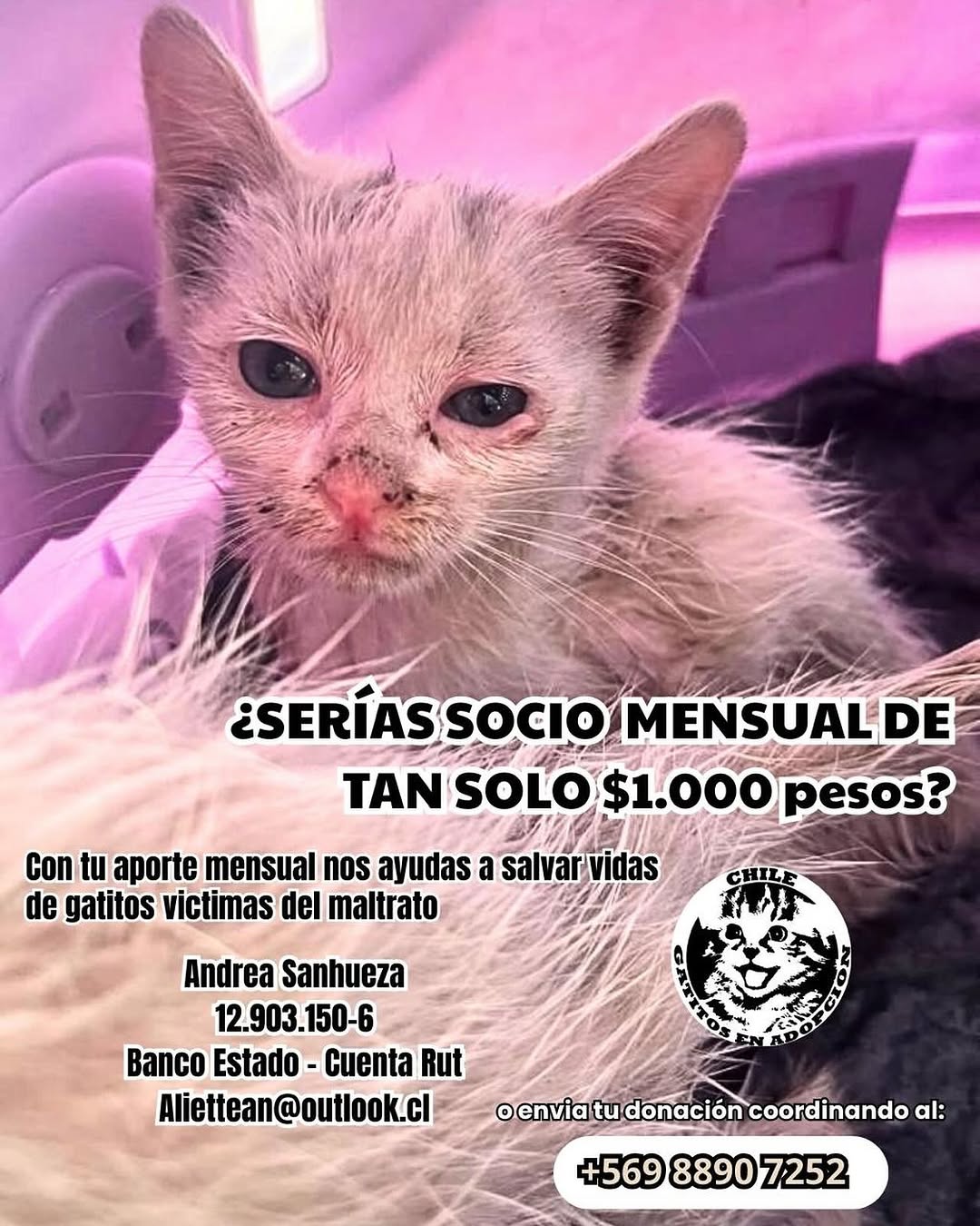 Reel de adopción + producto — 3 piezas